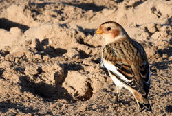 snowbunting11 outhead 161117