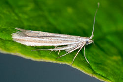 Coleophora albicosta01 carphin 230526
