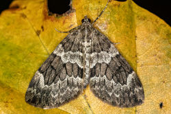 sprucecarpet01 bankheadmoss 241024