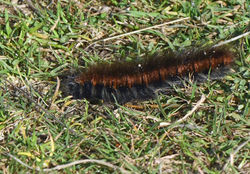 foxmoth01 tentsmuirpoint 111020
