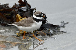ringedplover02 balcomiebeach 190821
