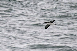 manxshearwater04 fifeness 170923