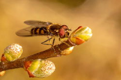 Parasyrphus punctulatus04 clattoreservoi