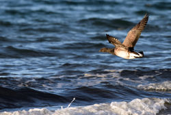 brentgoose05 dumbarnie 271017