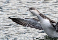 redthroateddiver10 dundee 210215
