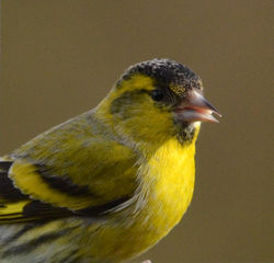 siskin dunmara 220314