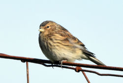 twite01 hosta 200617