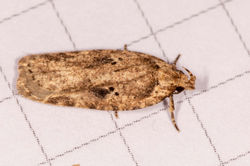 Agonopterix arenella01 kedlockfeus 28052