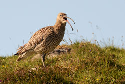 curlew07 northuist 170616