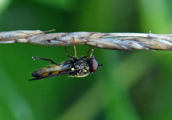 Melanostoma mellinum01 mortonlochs 26071
