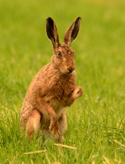 brownhare07 balnaguard 120716