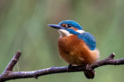 kingfisher02 mortonlochs 160826