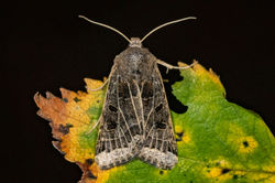 lunarunderwing01 bankheadmoss 170924