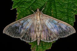 Pleuroptya ruralis02 fleecefaulds 140823