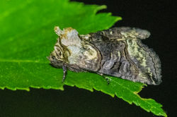 spectacle03 blackcraig 100622