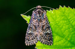 darkbrocade01 hartsop 100626