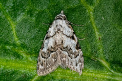 leastblackarches01 gaddonloch 080523