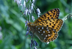 darkgreenfritillary03 gaddonloch 070719.
