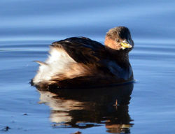 lgrebe4 mortonlochs 261213