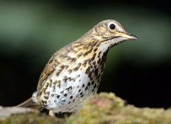 songthrush5 dunmara 180415