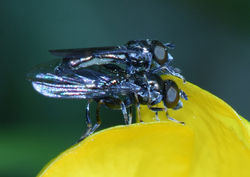 Neoascia tenur02 bankheadmoss 280519