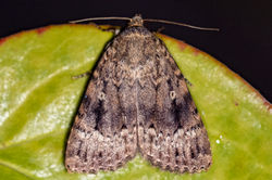 svenssonscopperunderwing02 cambo 120826