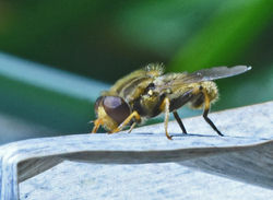 Parhelophilus versicolor01 birnieloch 31