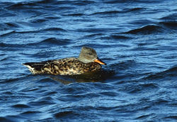 gadwall03 lethampools 090319