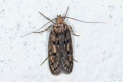 brownhousemoth01 kedlockfeus 310723