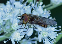 Xanthandrus comtus02 birnieloch 040819