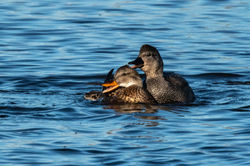 gadwall08 lethampools 120421