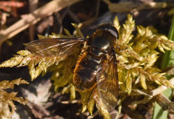 Cheilosia bergenstammi09 mortonlochs 060518