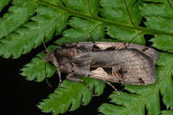 setaceoushebrewcharacter02 bankheadmoss 080923