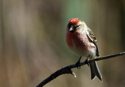 redpoll01 balgavies 150417