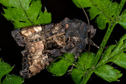 smallangleshades02 bankheadmoss 050623