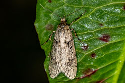 Diurnea fagella02 carphin 250325