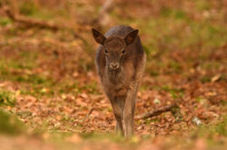 fallowdeer03 lochofthelowes 291017