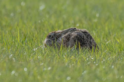 brownhare01 bankheadmoss 100422