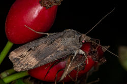 darkswordgrass03 lowerkilminning 091023