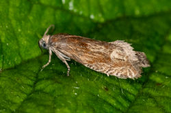 Eucosma hohenwartiana02 kincraigpoint 220724