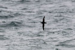 manxshearwater02 fifeness 180823