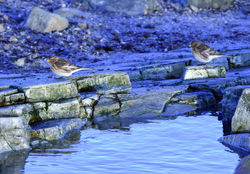 twite01 balcomie 261217