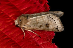lunarunderwing01 kedlockfeus 240922