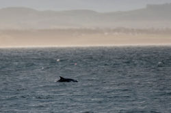 bottlenoseddolphin01 elie 301221