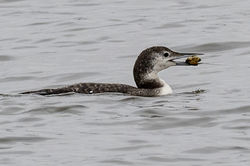 greatnortherndiver11 tayport 150226
