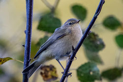 chiffchaff02 bankheadmoss 250924