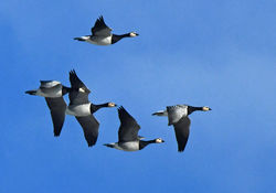 barnaclegoose10 fifeness 041020