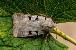 autumnalrustic01 kedlockfeus 270821