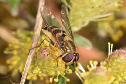 Parasyrphus vittiger04 tentsmuirpoint 160518