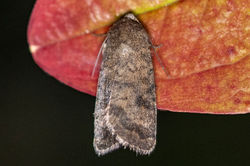 mottledrustic03 cambo 240626